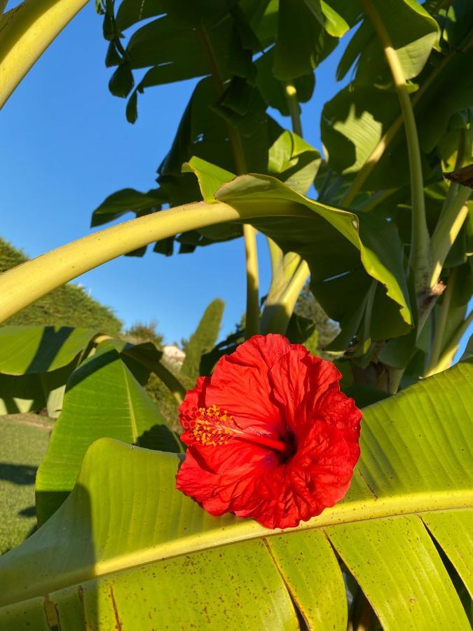 Villa Hibiscus Antibes Eksteriør bilde